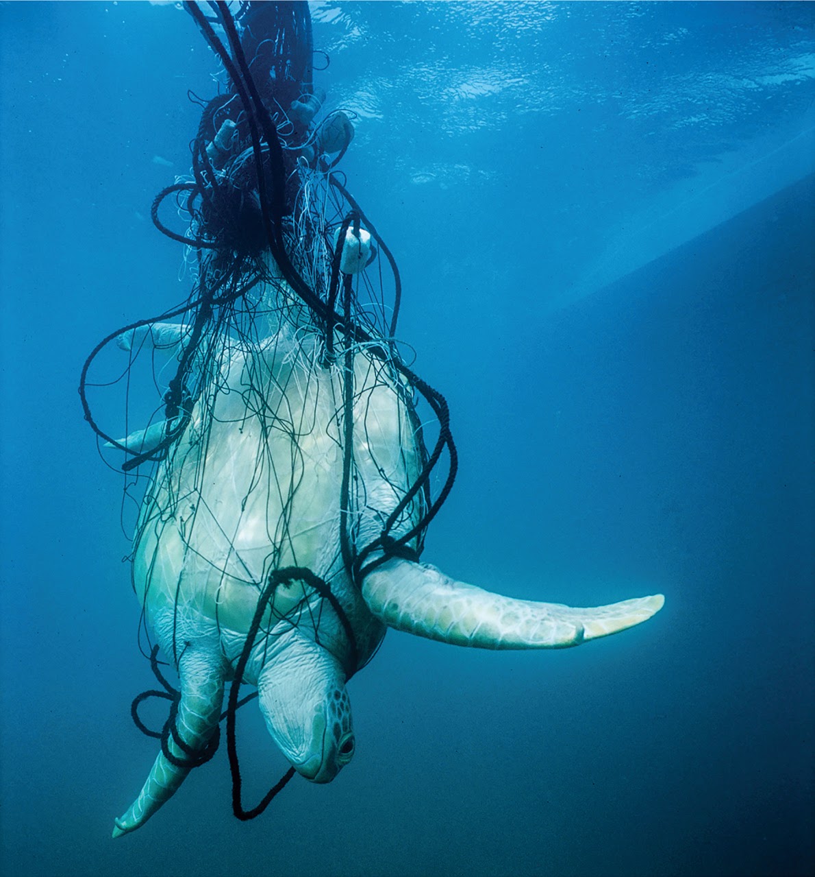 Endangered Green Sea Turtle caught by nets 